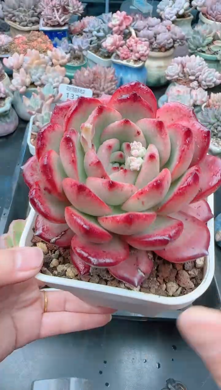 【闪购商品】1326.