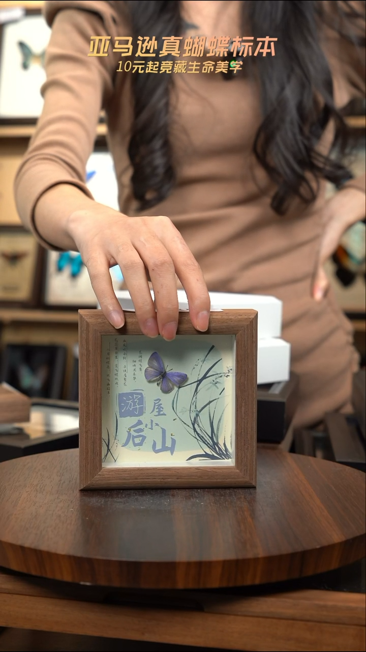 妩灰蝶标本摆件4寸