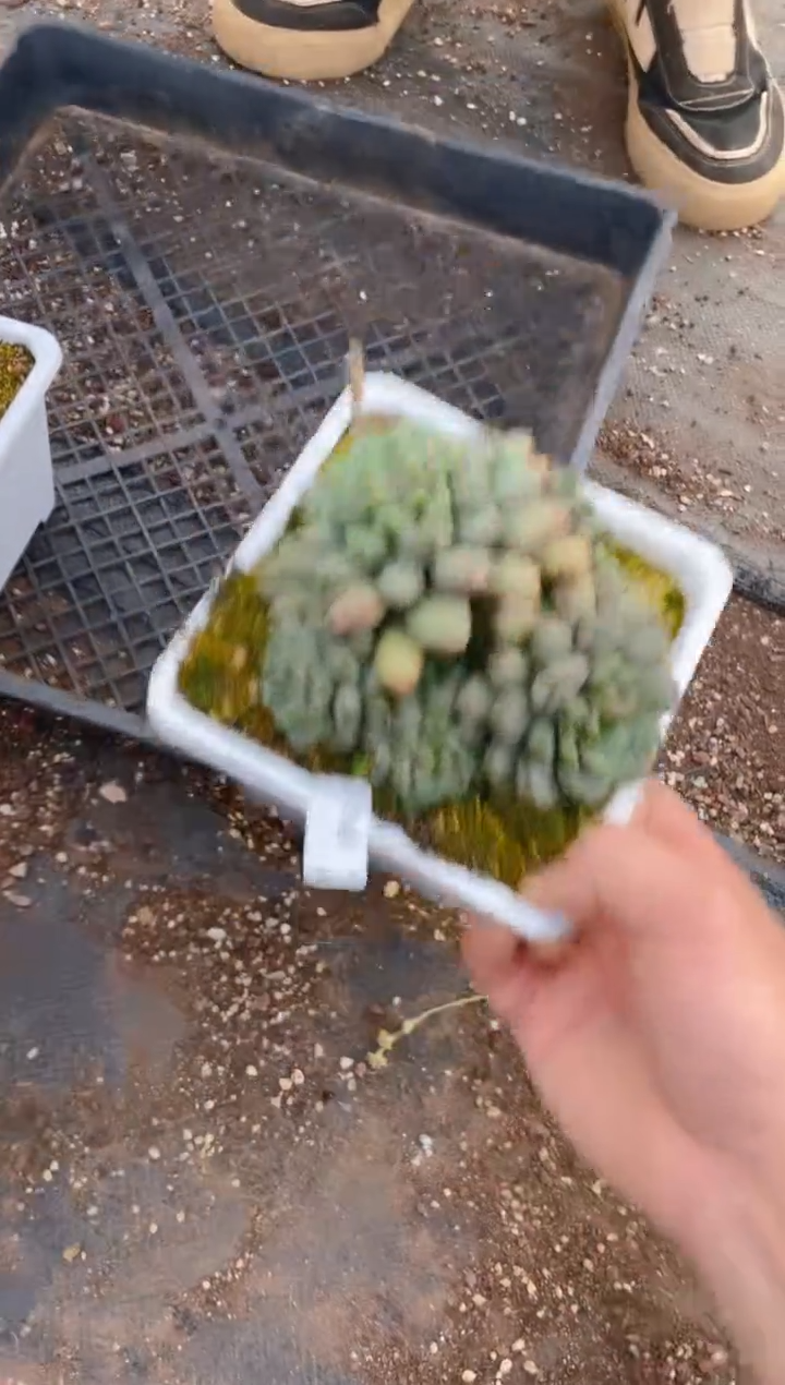 248葡萄       量拍