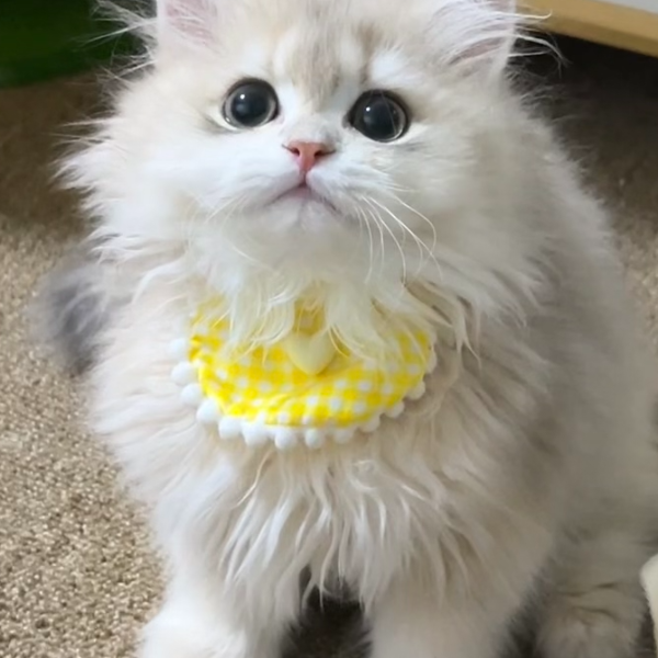 【金桂Fragrans萌宠】猫咪活体链接