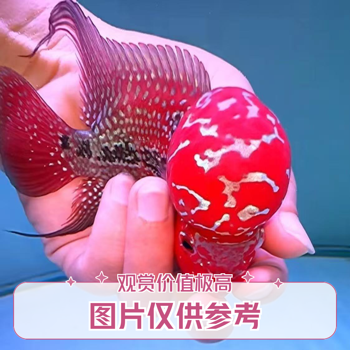 精品好养耐活鸿运当头马骝罗汉鱼活体淡水观赏鱼渔场一手货源