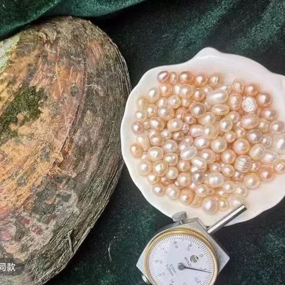 七彩多 珠 15颗以上（活体开蚌 不退不换）