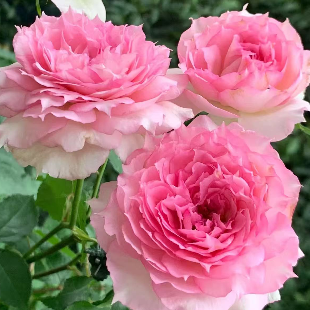 玫瑰大叔  托尼莎德 粉天方夜谈灌木丰花大花浓香耐热 盆栽月季