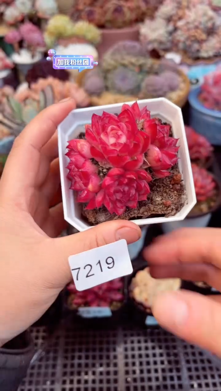 【闪购商品】7219红女王群生多肉