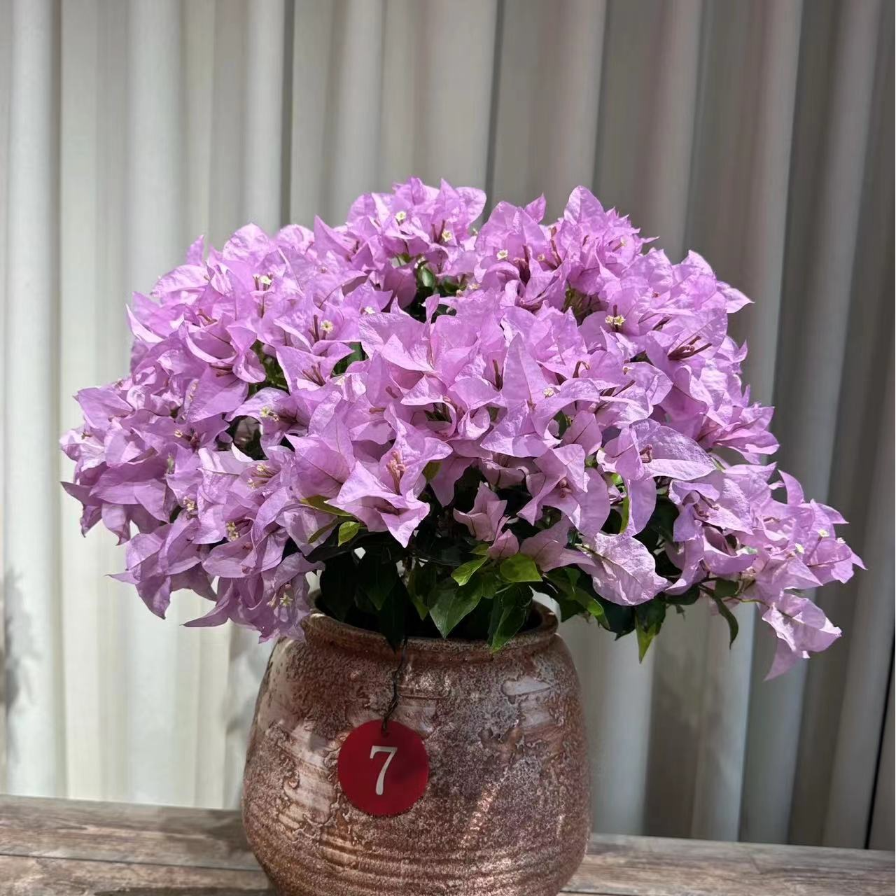 【金夫人{1颗苗】实物三角梅四季开花勤花阳台庭院爬藤耐寒耐寒好养