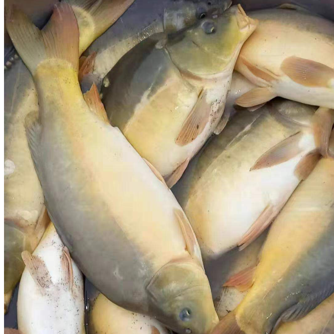 AY现捞现发四川裸鲤鱼  观赏水族淡水饲养