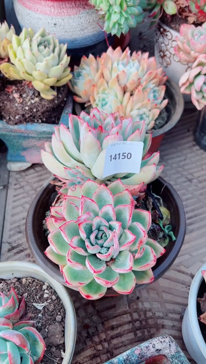 14150多肉植物一物一拍