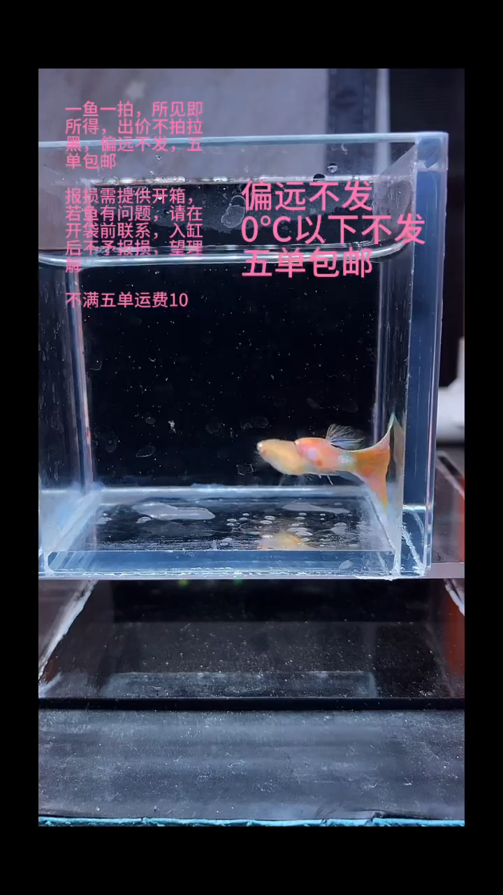 孔雀鱼孔雀鱼 21