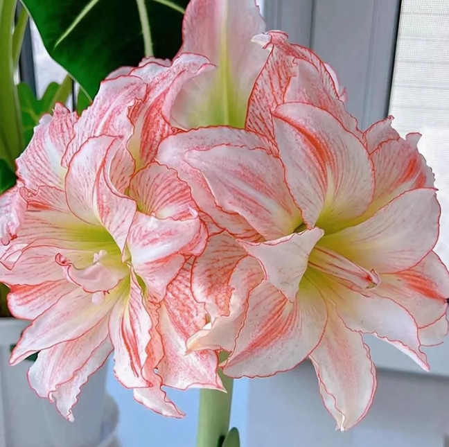 现挖【爱神】现货重瓣朱顶红种球澳朱四季种植 