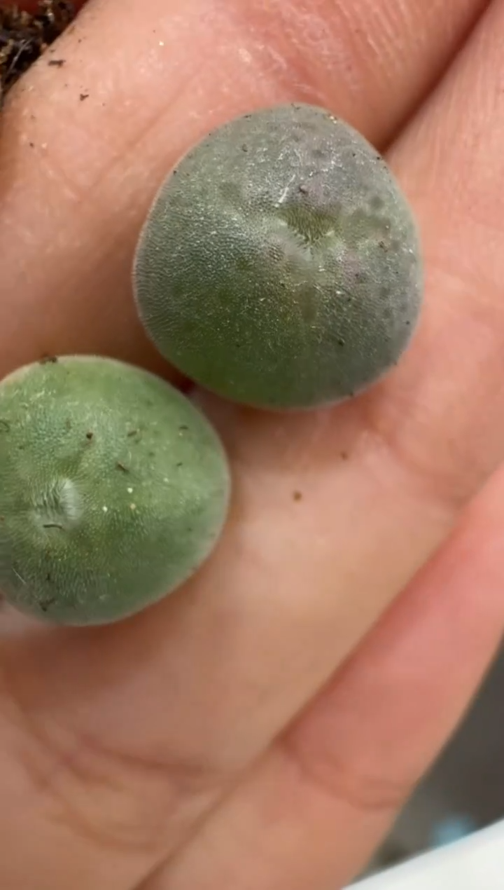 ?多肉植物肉锥5-82姬