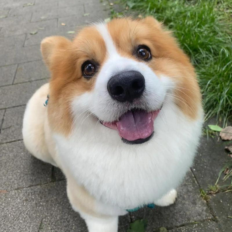 宠物狗狗健健康康精品纯种