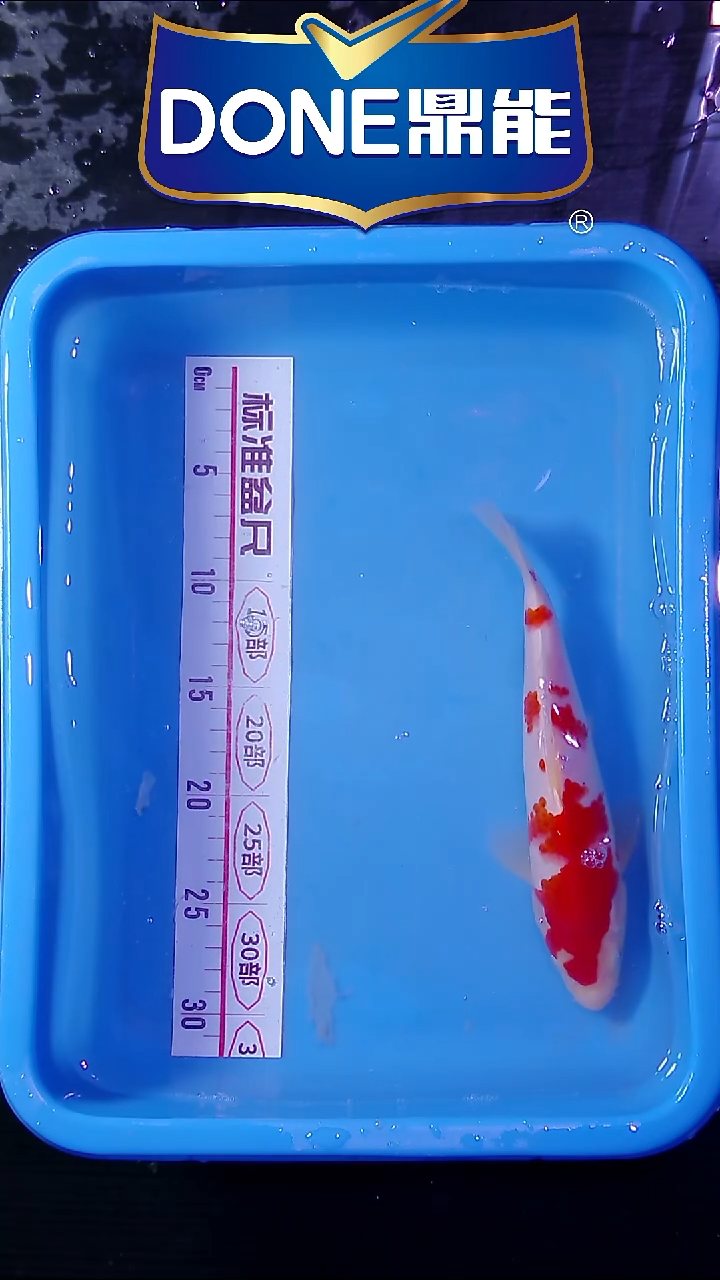 锦鲤鱼悦直播间菁选 10号