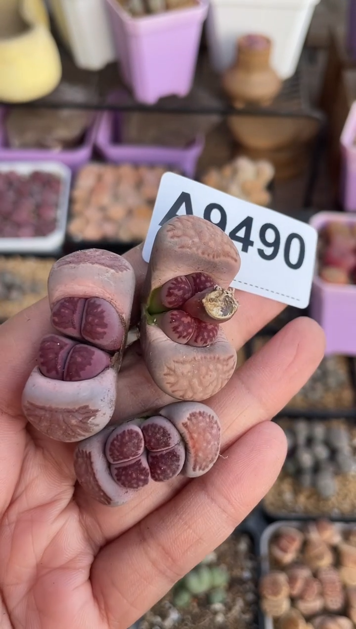 【闪购商品】9490直播一物一拍