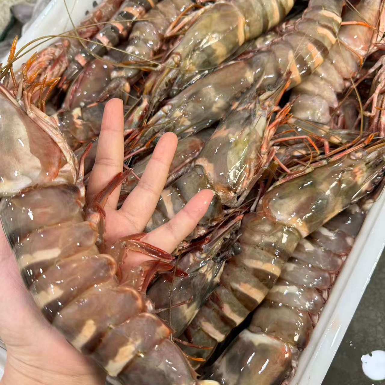 红爪大鬼虾 虾 新鲜   现称 厦门海鲜配送  现称