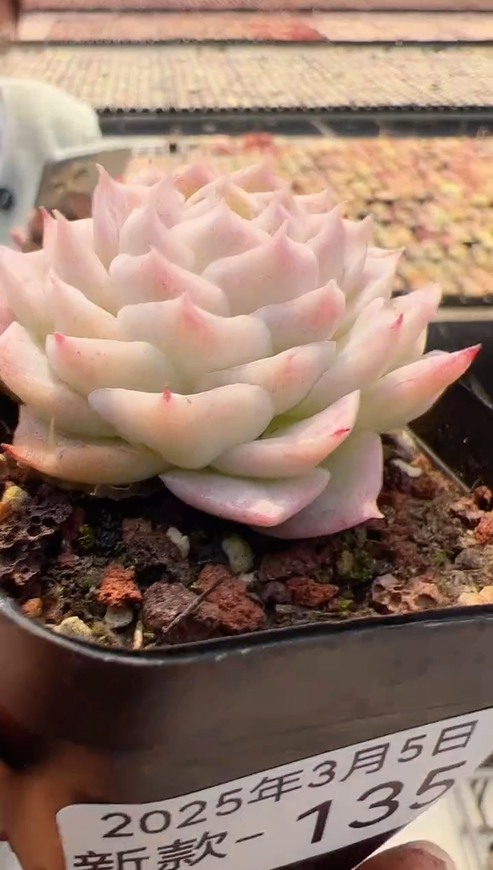 【闪购商品】新款多肉-135