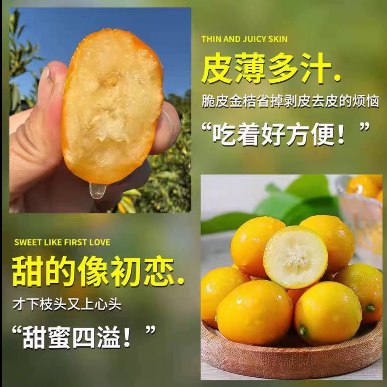 景和-金桔十年带果发货脆蜜金桔盆栽四季可种适合南北方庭院阳台