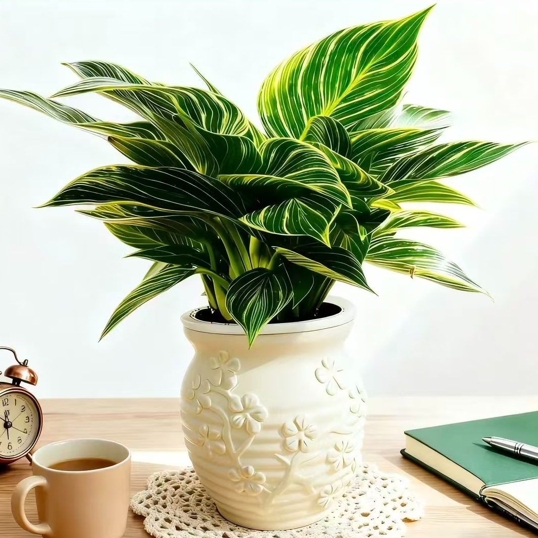 ZY铂金钻盆栽室内绿植吸甲醛净化空气四季常青好养花卉