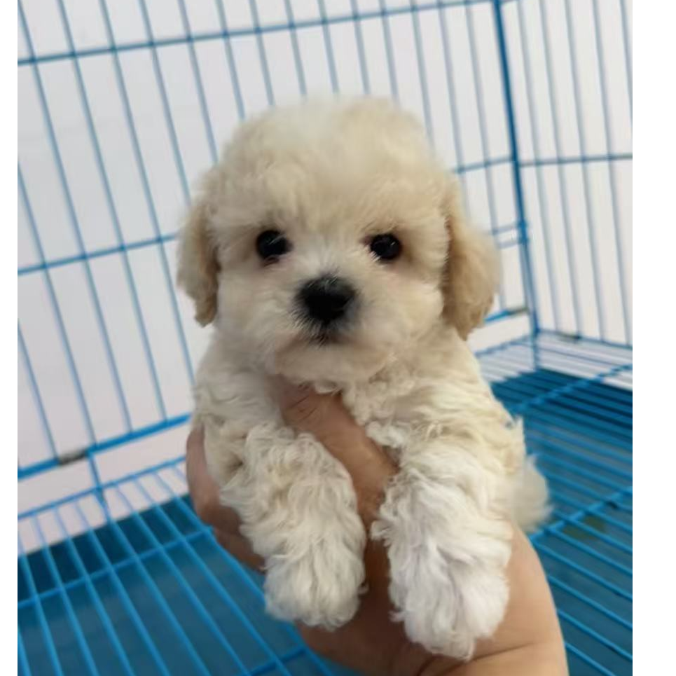 （开开宠物名犬）T狗狗活体