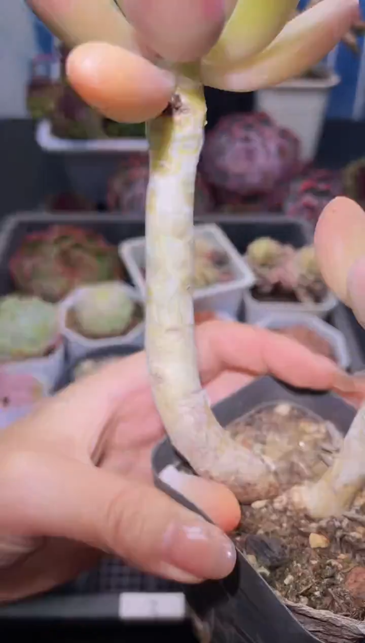 【闪购商品】207芒果奶多肉