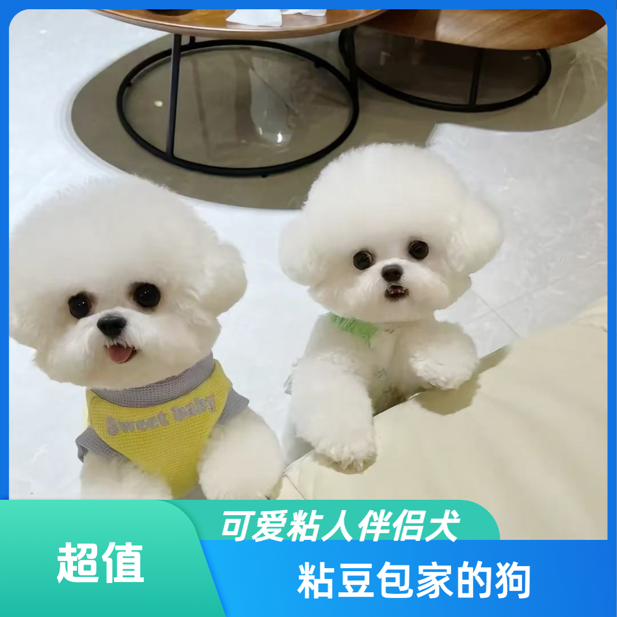 粘豆包家的狗比熊泰迪熊马尔泰