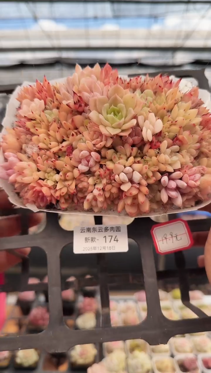 东云多肉园新款-174
