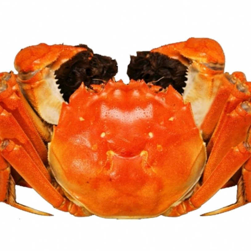 【10送4只】江苏青蟹1.4-1.7两 次日达 顺丰包邮W1