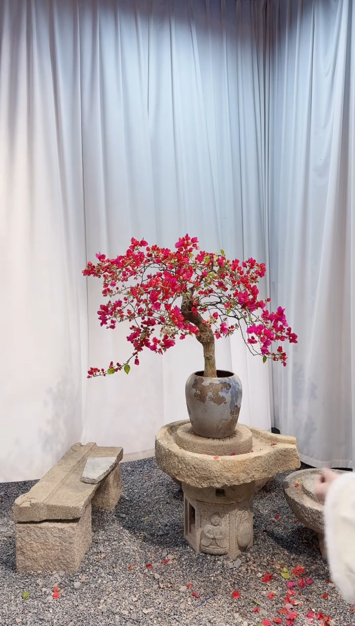 【闪购商品】三角梅