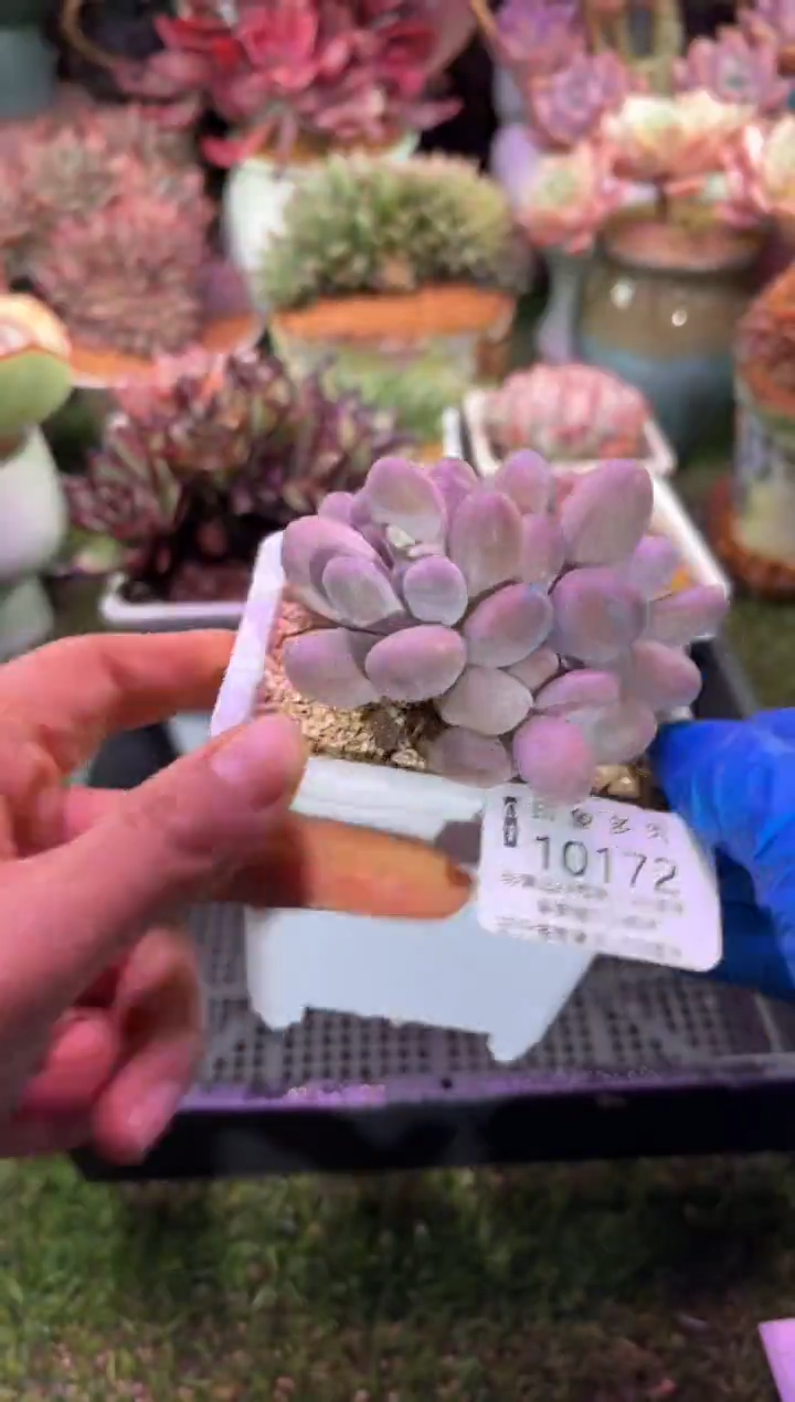 【闪购商品】10172