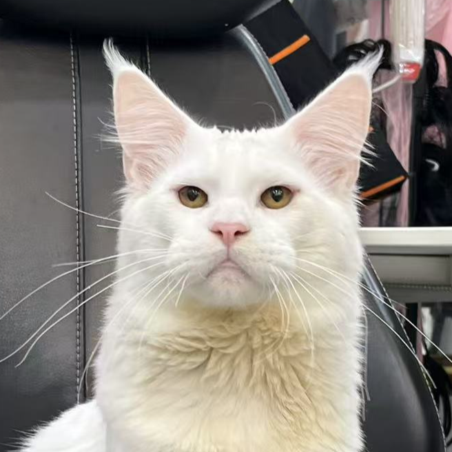 来了姊妹-纯白缅因猫 弟弟 4