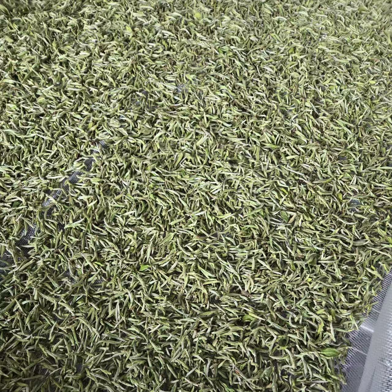 李剑峰2025特级炭焙太姥银针500克