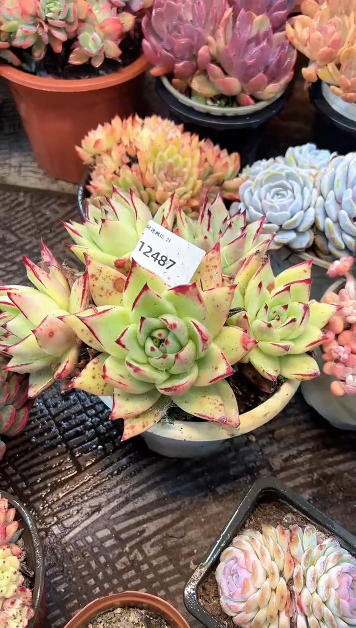 默*多肉植物一物一拍21487