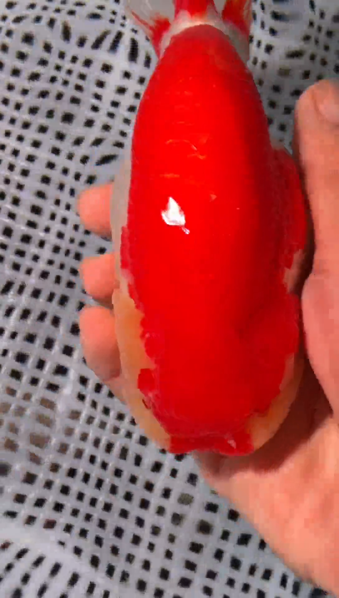 金鱼东***雷（运费到付，马印灯下展示）福州追鱼兰寿金鱼