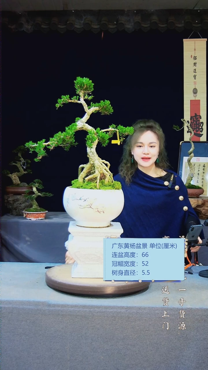 【闪购商品】黄杨盆景黄杨盆景