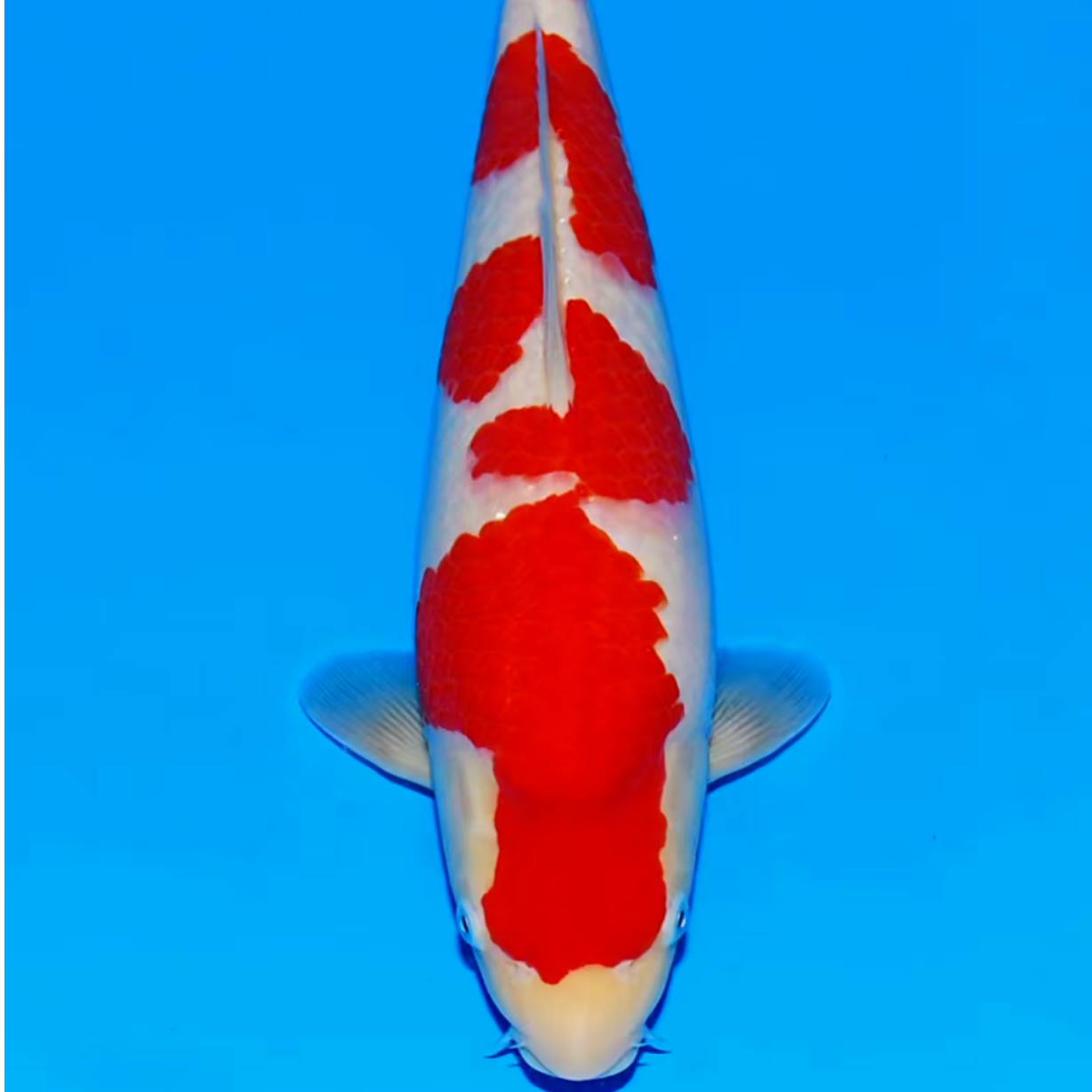 大日锦鲤冷水观赏鱼耐活招财鱼