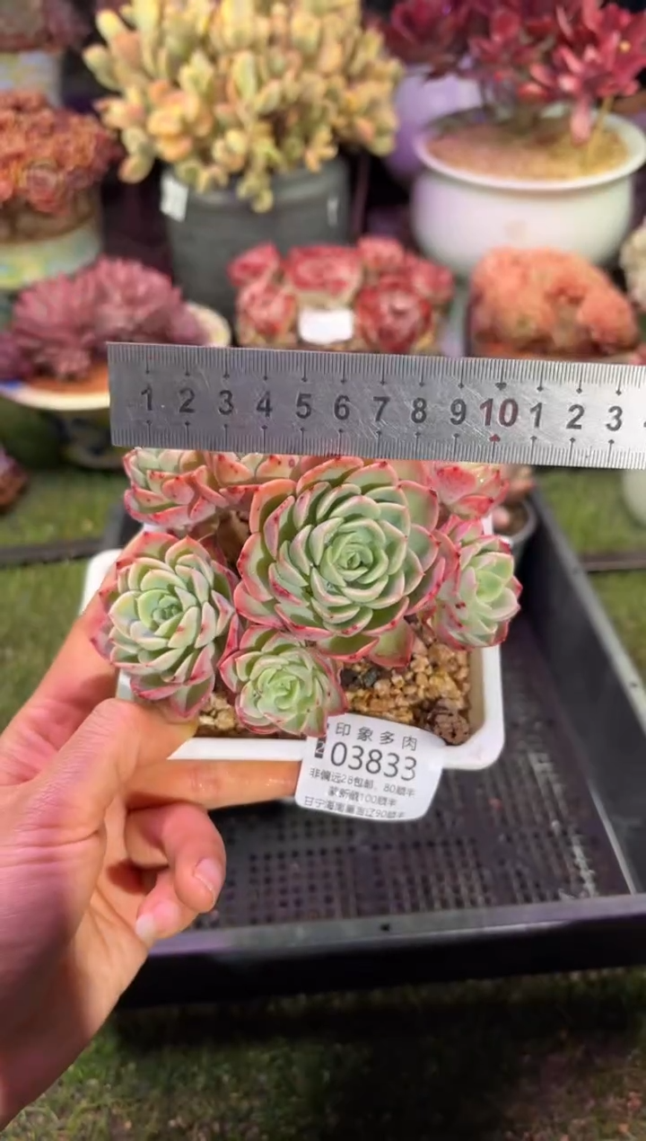 【闪购商品】03833