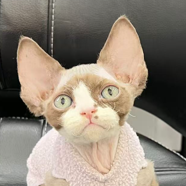 来了姊妹-巧克力加白德文猫 弟弟 11