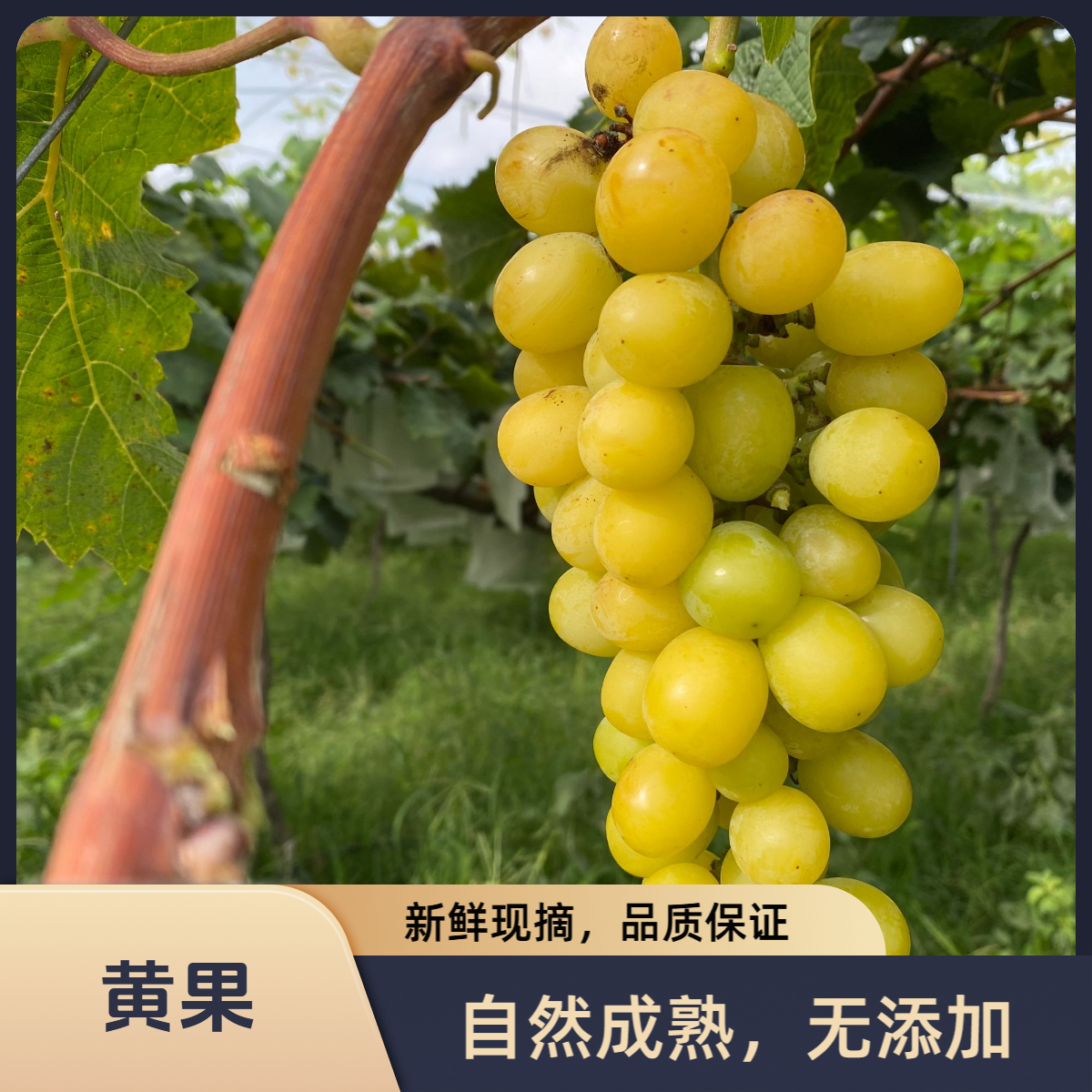 【顺丰】树上自然成熟碧香葡萄果香花香奶香更香甜晴王葡萄当天采摘