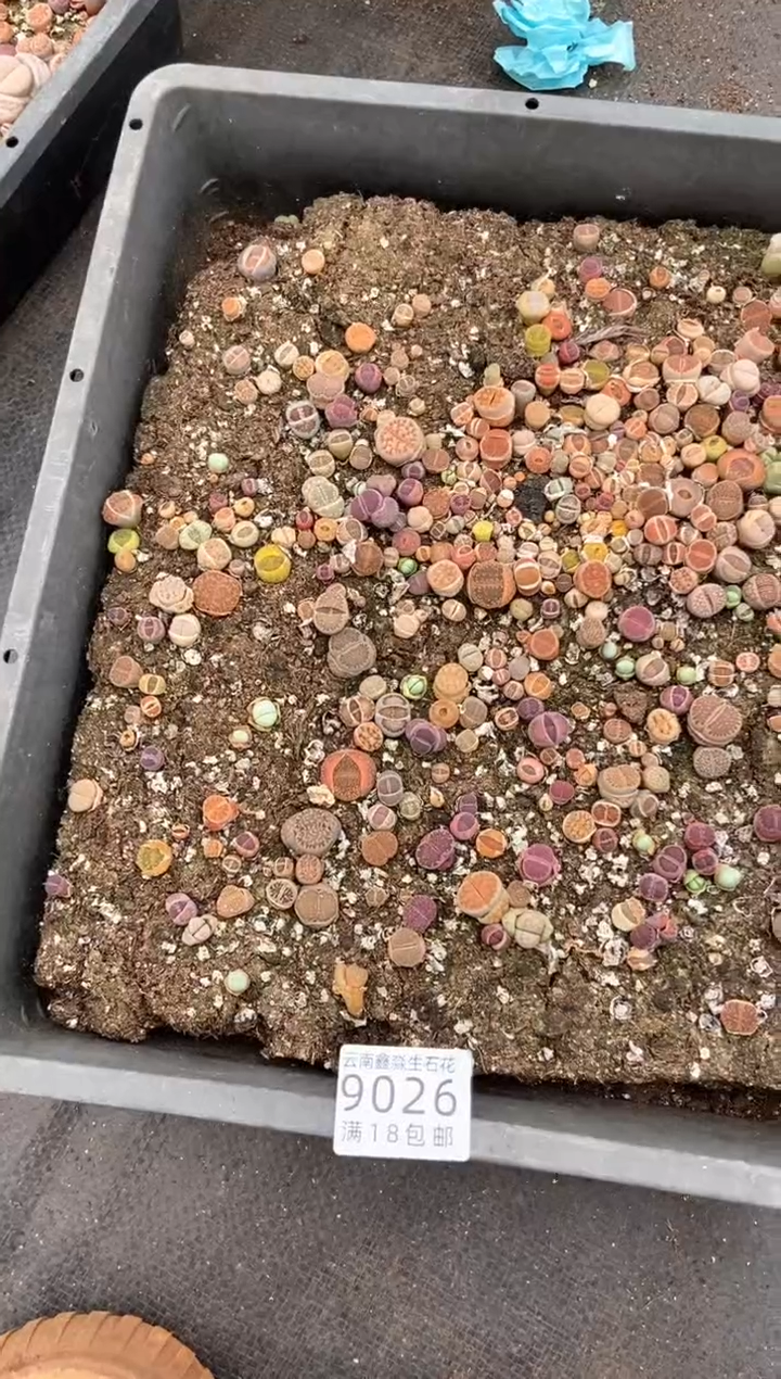 【闪购商品】9026彩色混合一筐带土带盆有瑕疵