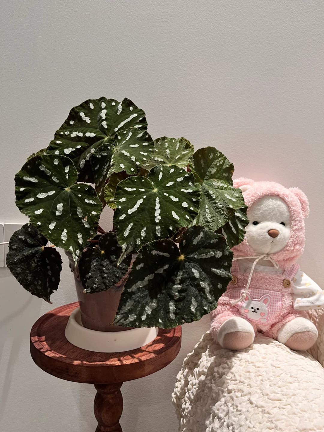 原种丝型秋海棠热植优选盆栽轻微叶损不包