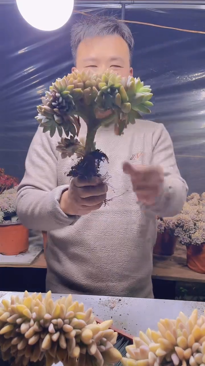 【闪购商品】缀化146