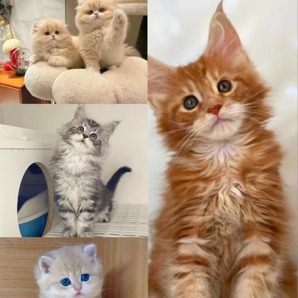 猫咪猫幼猫小猫宠物活体活物银金渐层布偶幼崽蓝猫英短缅因猫
