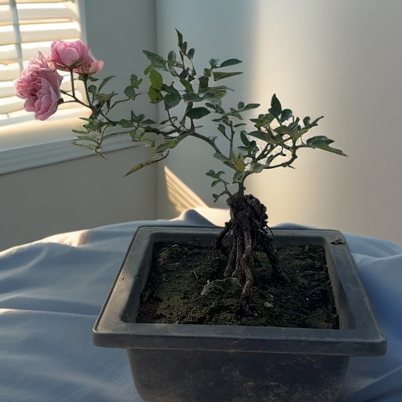 老桩月季直播间一物一拍 品种：冬梅