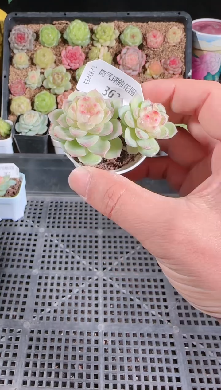 1202-362冰心13多肉群生不包整