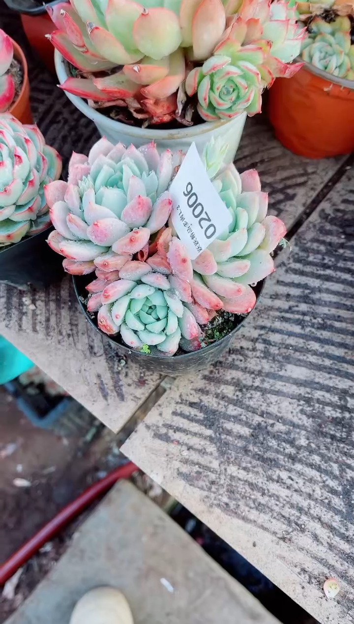 舒*跃跃精品多肉20006