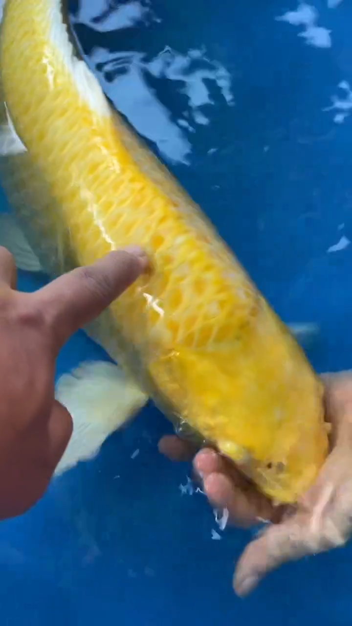 锦鲤锦鲤太饱锦鲤36cm-45cm不包邮到付