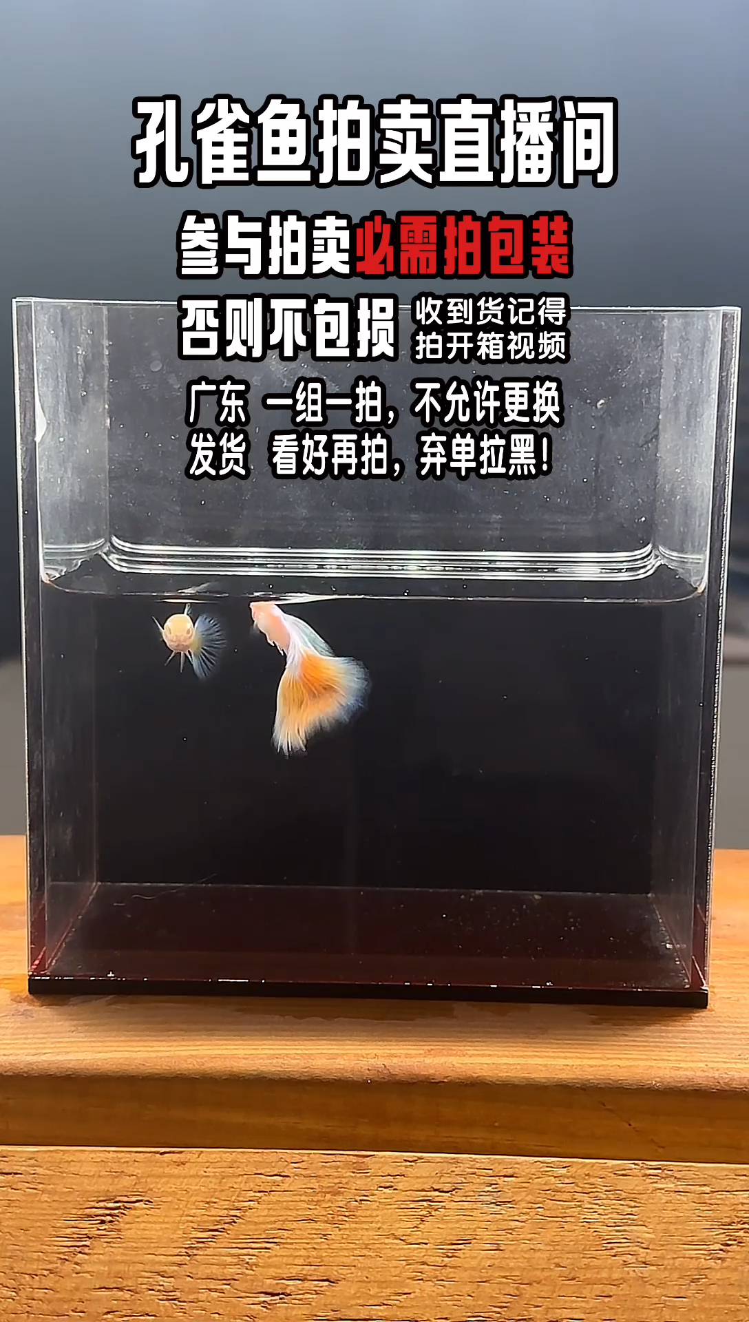 孔雀鱼火烧云孔雀鱼1对