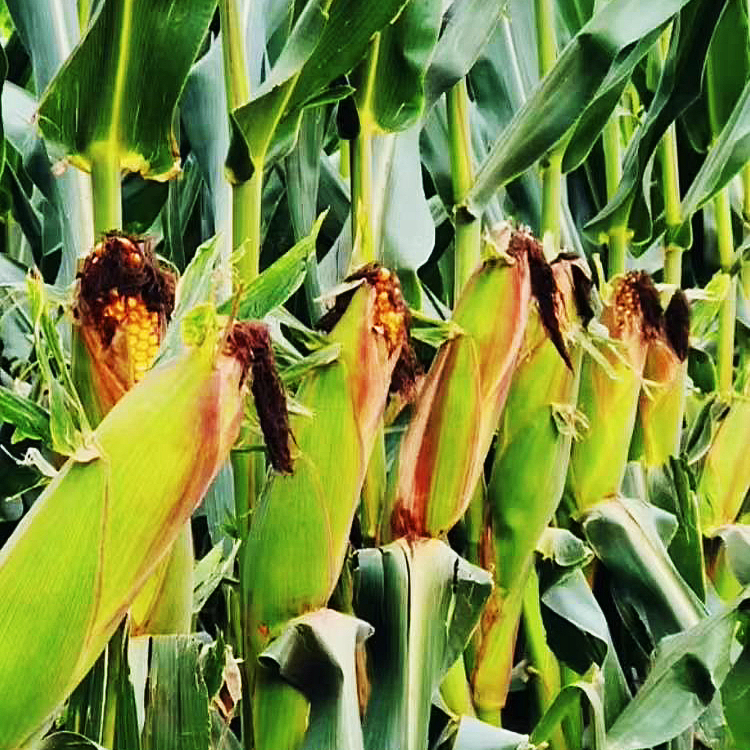 S雷赛526高产玉米种子（每袋5526粒）买五袋赠一袋-买十袋赠二袋---