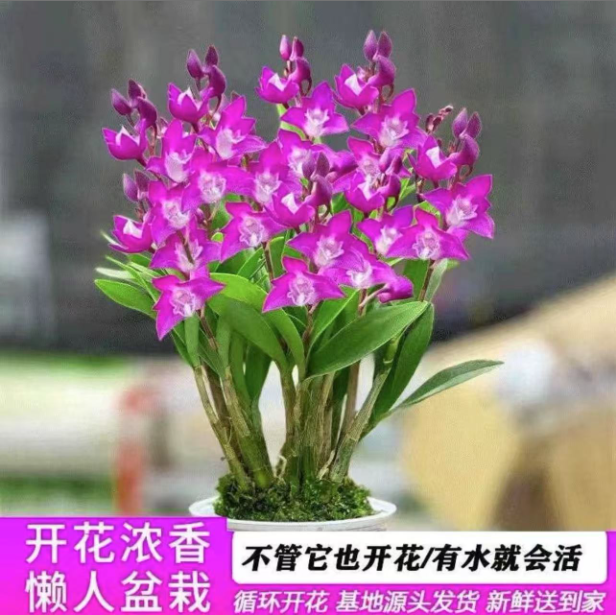 浓香型 澳洲香水石斛兰 15-20苗 新手推荐室内皮实好养盆栽