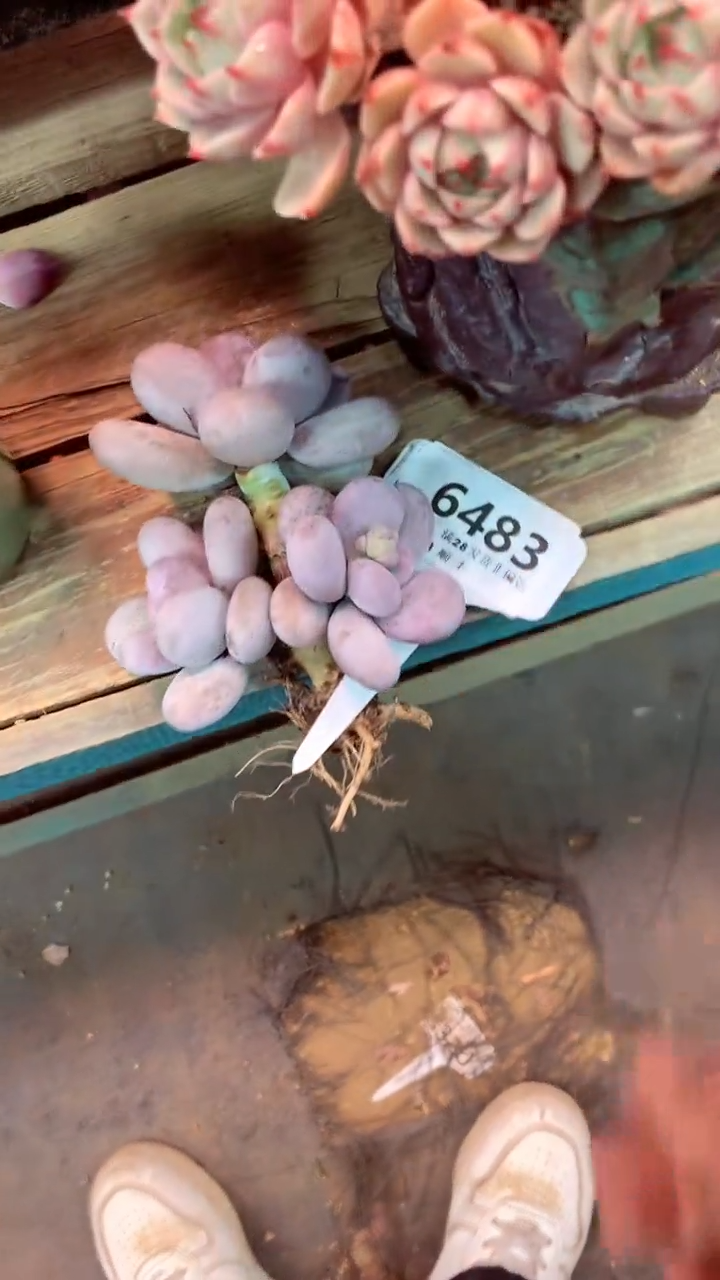 6483 微瑕（一物一拍，精品多肉，w所见即所得 ）