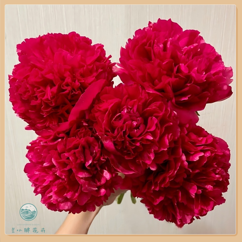 【兰小胖】盛世A+级芍药-御前表演芍药鲜切花 季节限定鲜花顺丰包邮